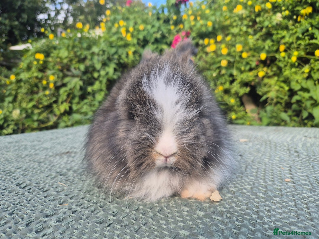 Angora rabbits for sale: 😍Large Angora babies- parents imported from 🇫🇷  - Image 22
