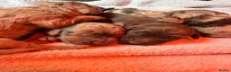 Miniature Poodle dogs for stud: Chocolate merle miniature poodle stud - Advert 14