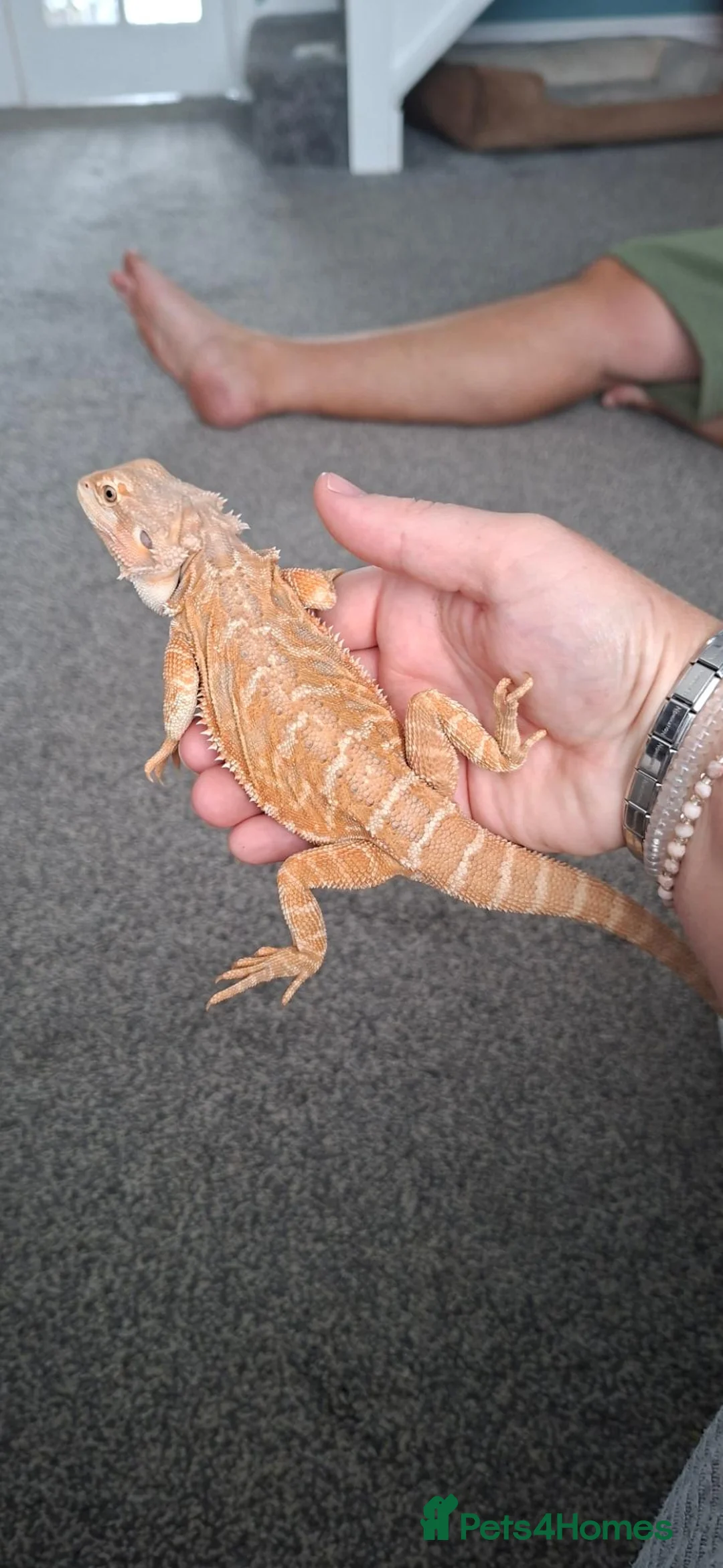 Bearded Dragon reptiles for sale: Bearded dragon in Lincoln - Advert 5