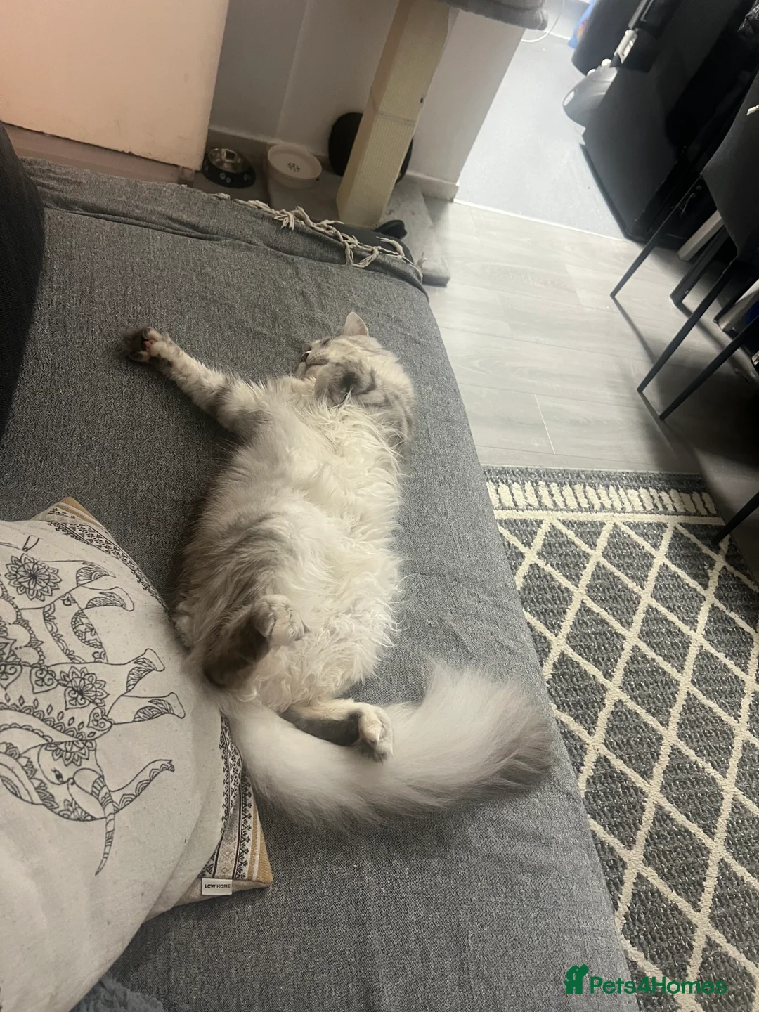 Maine Coon cats for sale: Maine coin Queen  in London - Advert 2