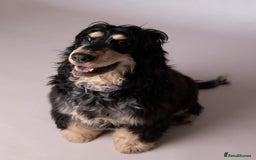 Cocker Spaniel dogs for sale: Show Cocker Spaniel pups KC reg - Image 19