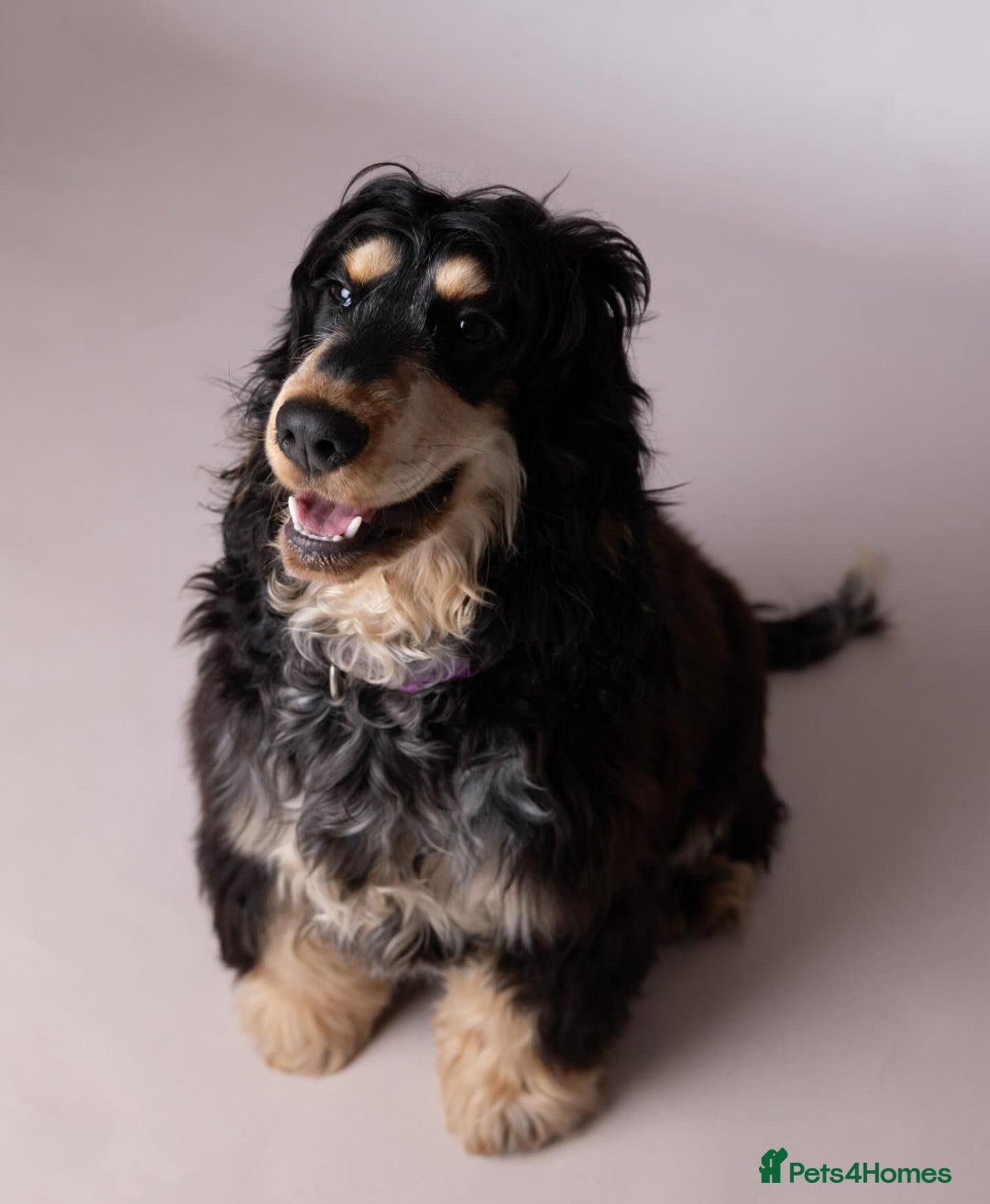 Cocker Spaniel dogs for sale: Show Cocker Spaniel pups KC reg - Image 19