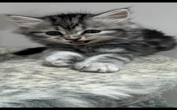 Mixed Breed cats for sale: Maine coon x Persian  - Image 8