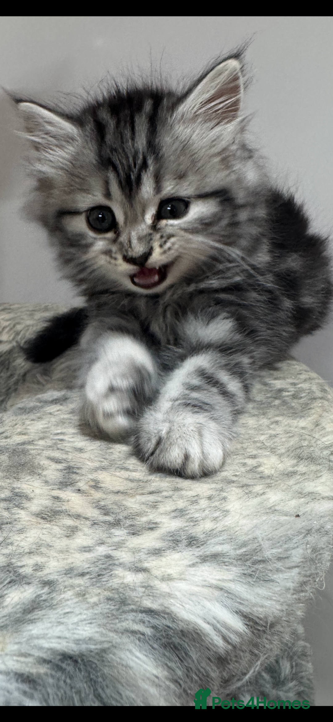 Mixed Breed cats for sale: Maine coon x Persian  - Image 8