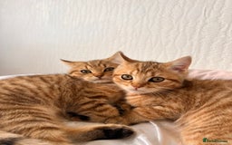 British Shorthair cats for sale: Golden bsh black tip  - Image 2