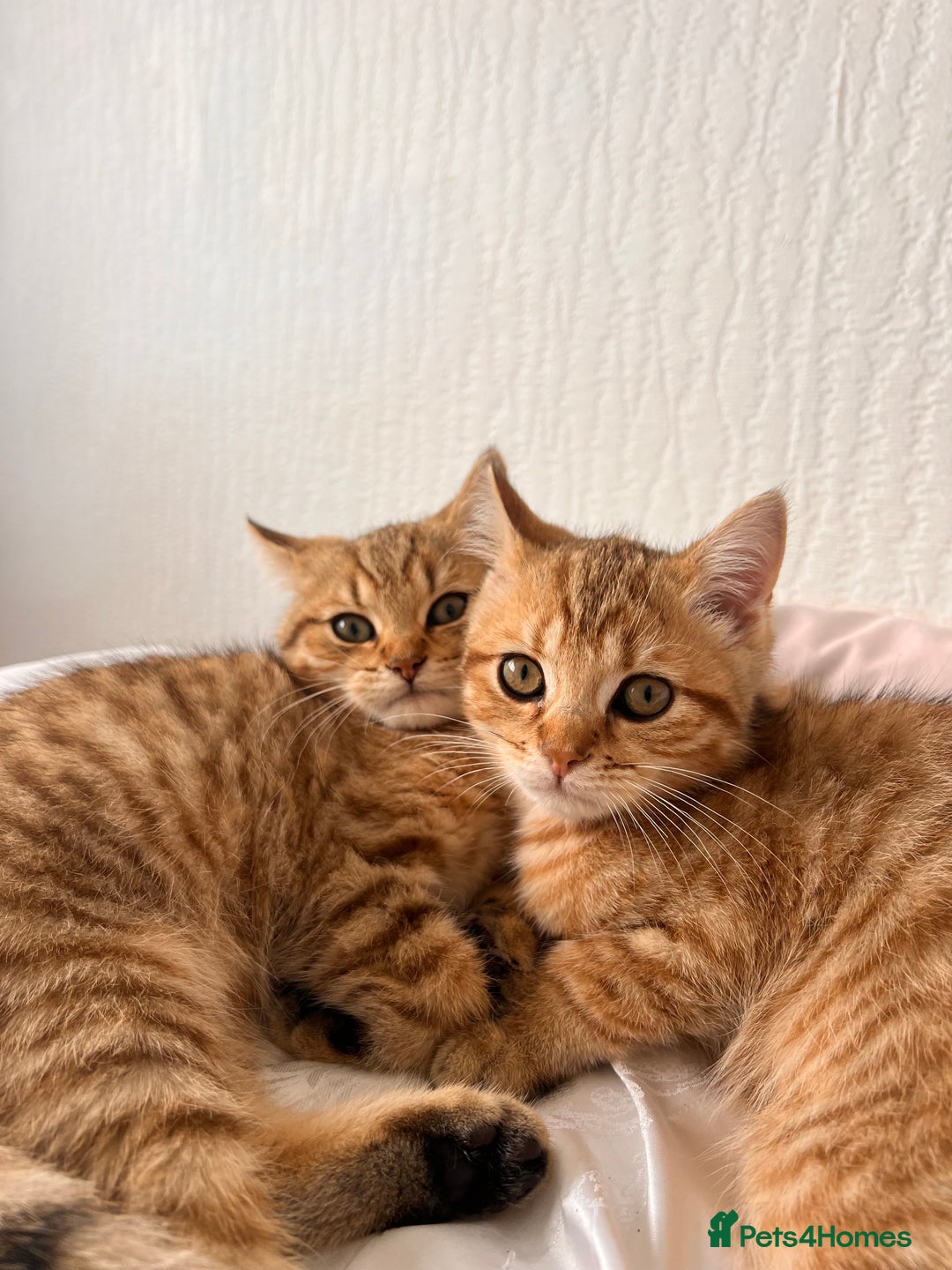 British Shorthair cats for sale: Golden bsh black tip  - Image 2