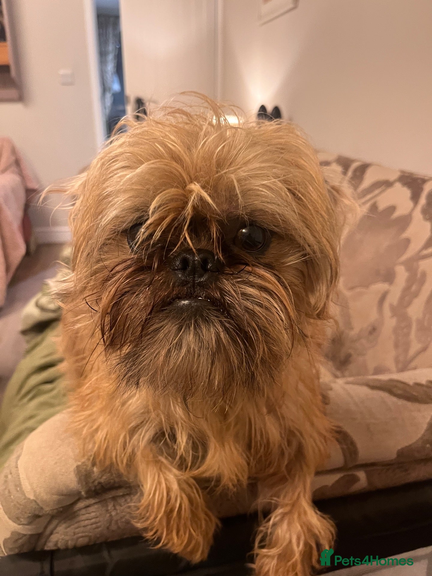 Mixed Breed dogs for sale: Cockerpoo x Brussels Griffon puppies - Advert 1