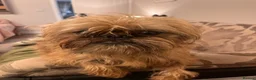 Mixed Breed dogs for sale: Cockerpoo x Brussels Griffon puppies - Advert 1