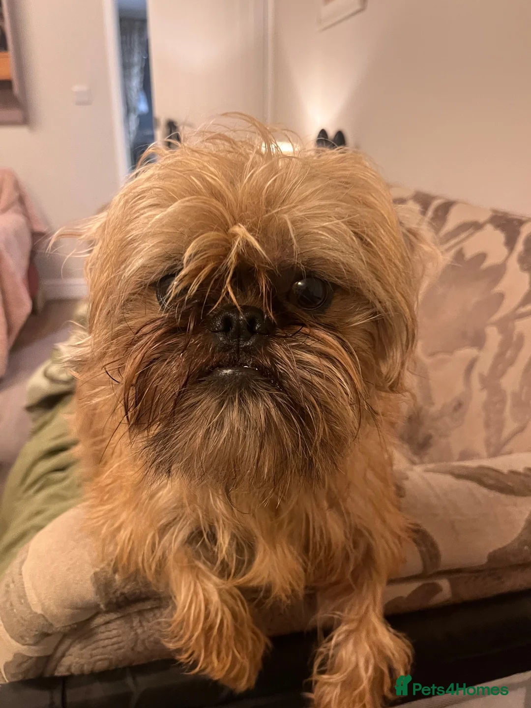 Mixed Breed dogs for sale: Cockerpoo x Brussels Griffon puppies - Advert 1
