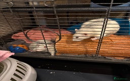 Rat rodents for sale: Female rats - Image 4