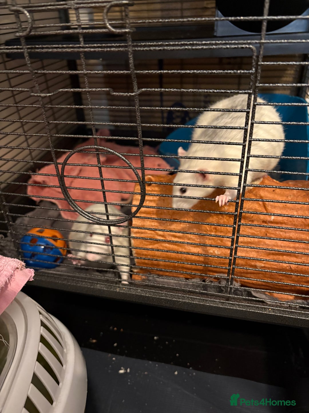 Rat rodents for sale: Female rats - Image 4