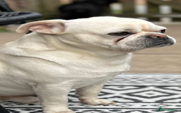 Frug dogs for sale: Frugs - Image 2