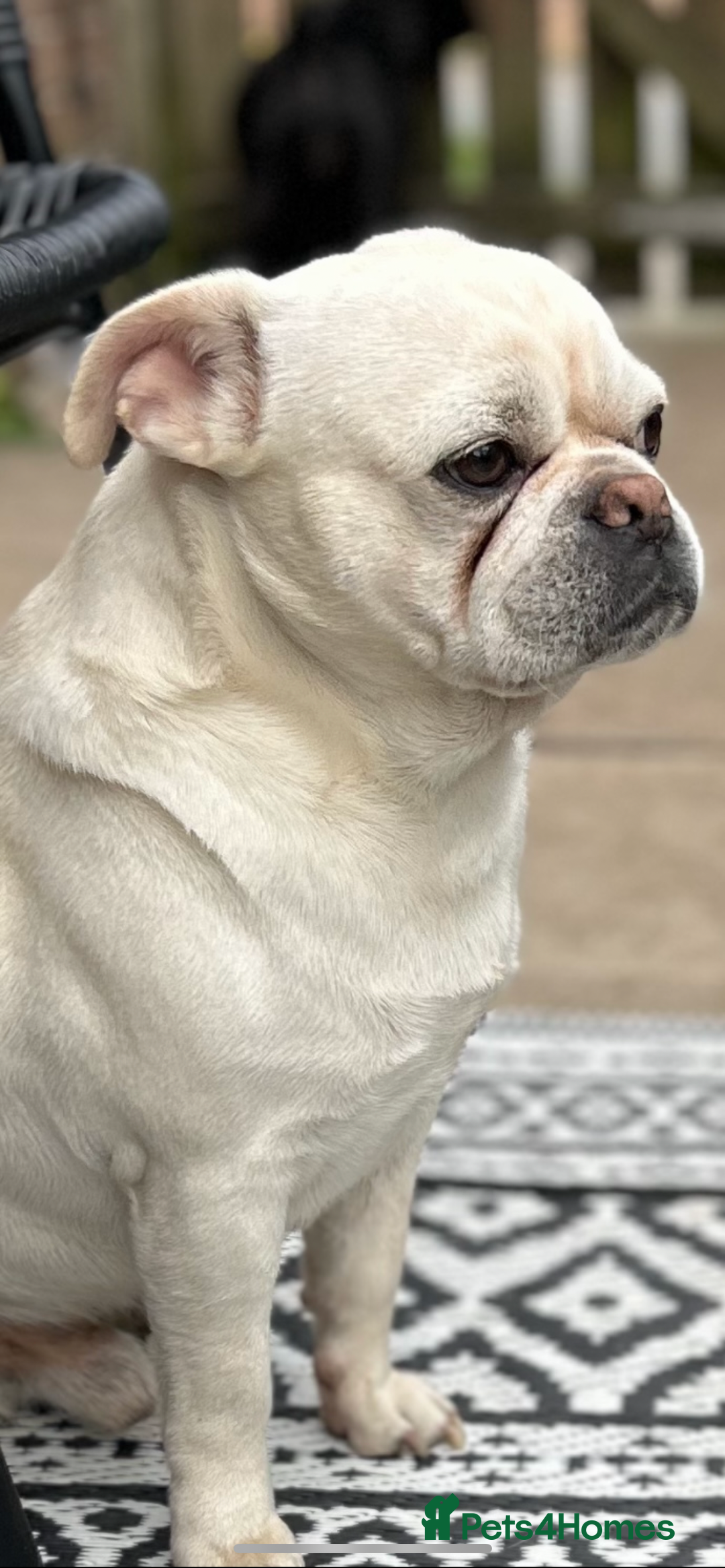 Frug dogs for sale: Frugs - Image 2