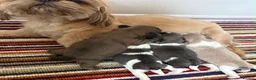 Shih Tzu dogs for sale: 🩷🩷One Blue & White Parti Girl 🩷🩷 - Advert 7