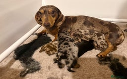 Miniature Dachshund dogs for sale: 🏆Champion Show Lines Kc Miniature Dachshunds 🏆 - Image 10