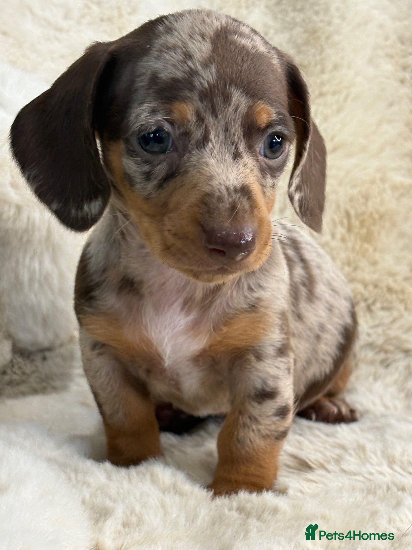 Miniature Dachshund dogs Top quality mini smooth dachshund puppies  - Advert 2