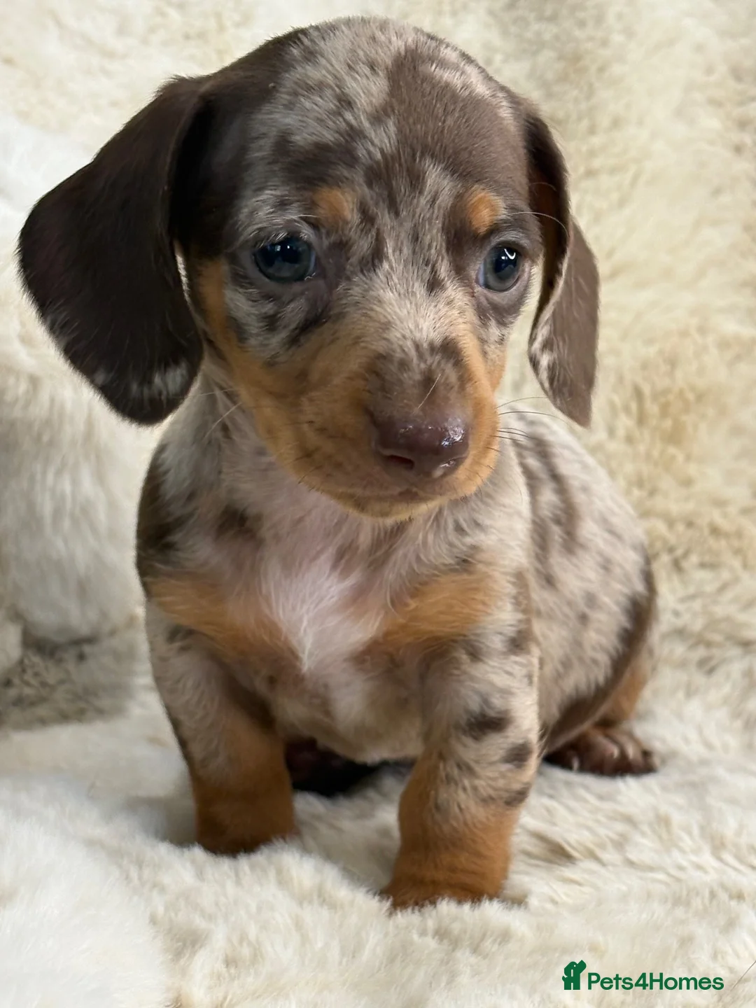 Miniature Dachshund dogs for sale: Top quality mini smooth dachshund puppies  - Advert 2
