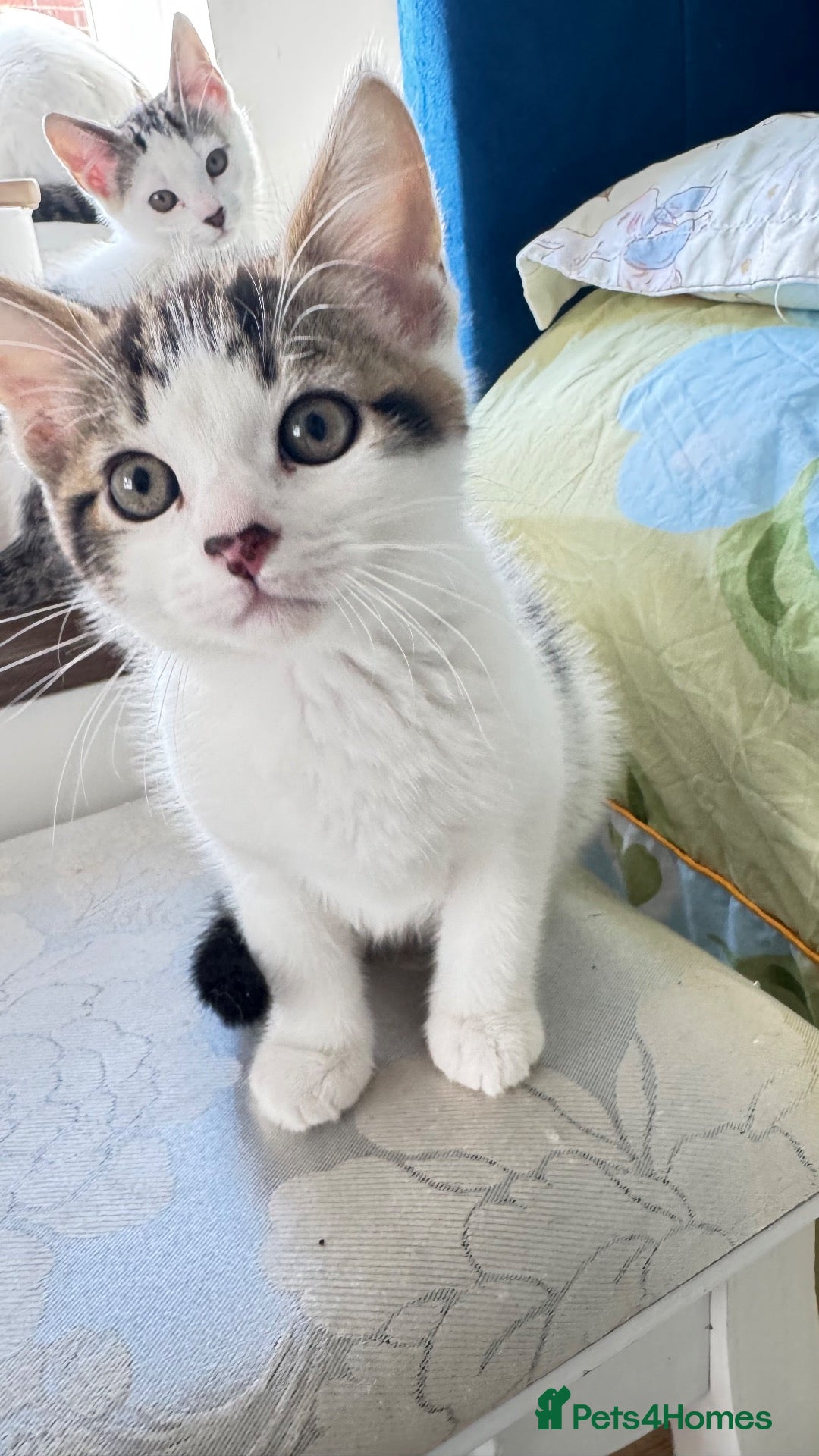 Mixed Breed cats Adorable,Kittens Ready for Their Forever Homes! 🐾 - Advert 1