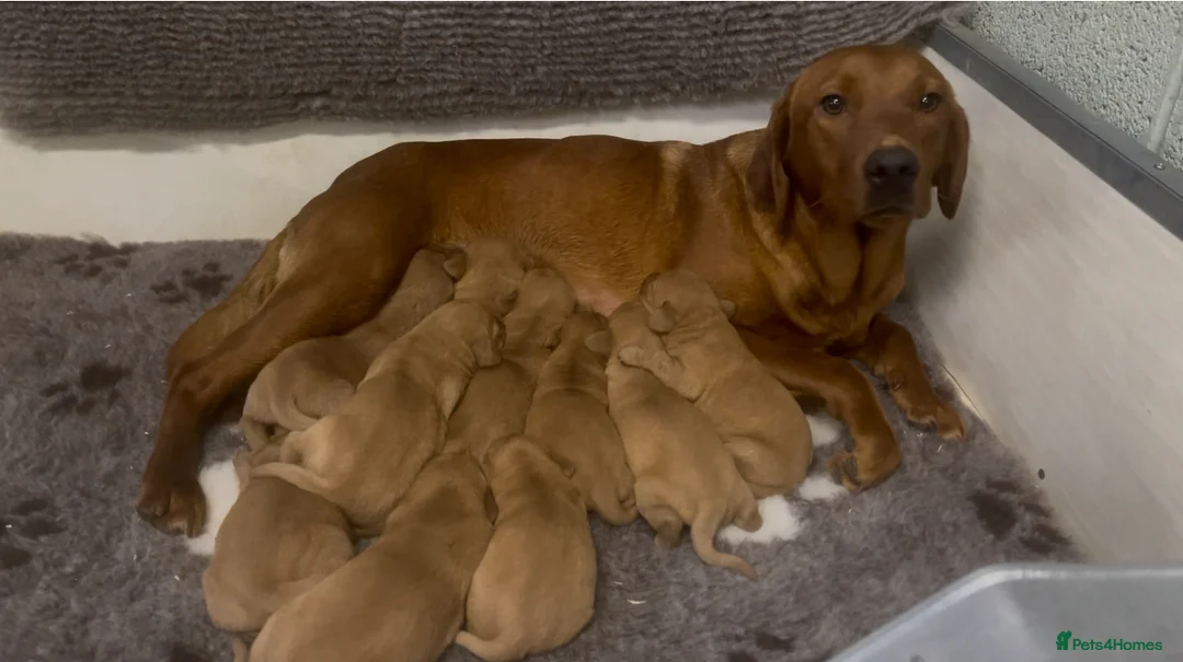 Labrador Retriever dogs for sale: KC Reg Dark Fox Red Labrador Puppies Health Tested - Advert 3