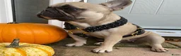 French Bulldog dogs for sale: 5 Year Old French Bulldog For sale  in Maidstone - Advert 2