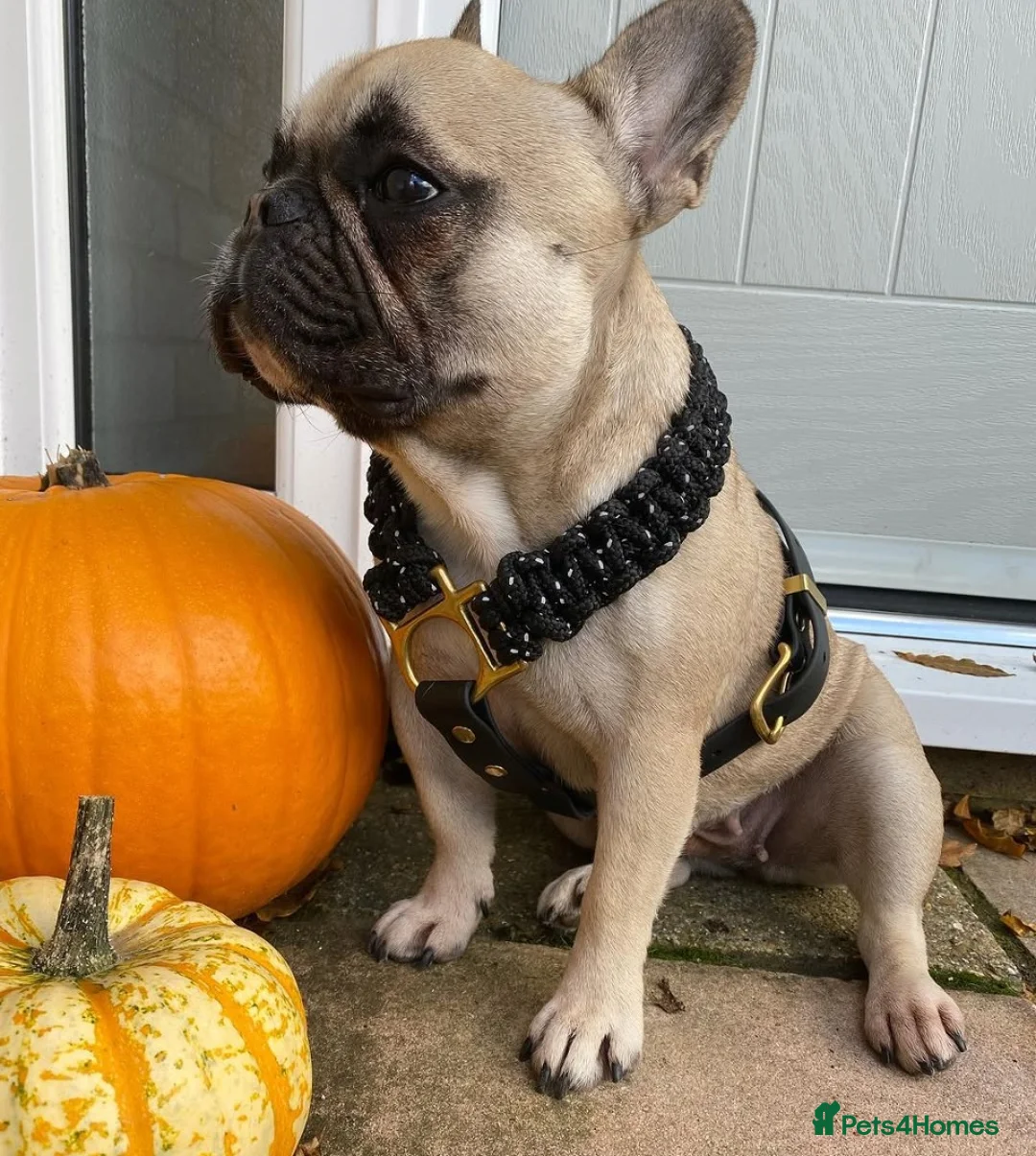 French Bulldog dogs for sale: 5 Year Old French Bulldog For sale  in Maidstone - Advert 2