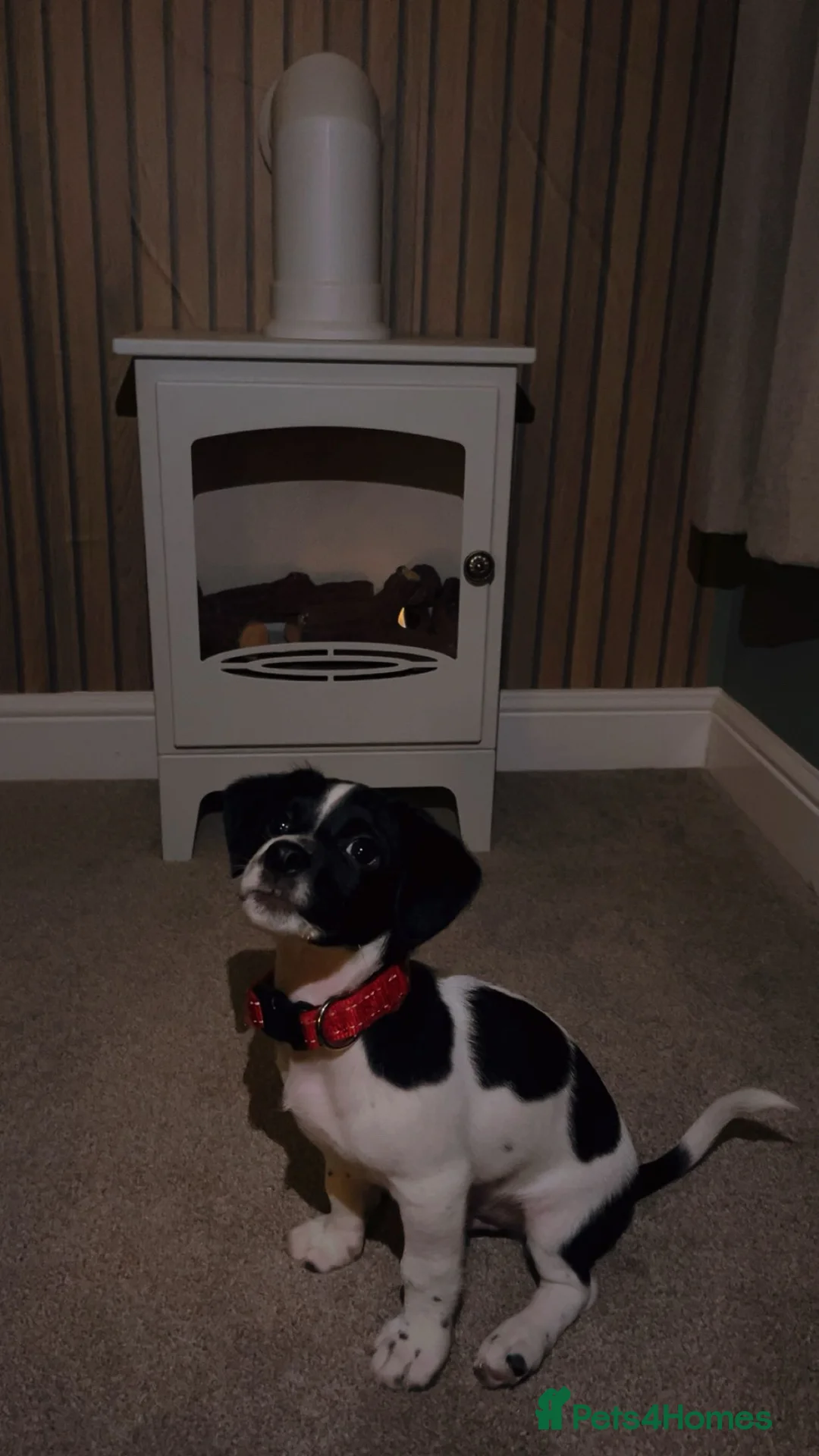 Mixed Breed dogs for sale: 7 Month Old Jack Russell X Springer Spaniel in Bishop Auckland - Advert 1