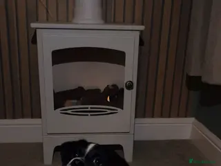 Mixed Breed dogs 7 Month Old Jack Russell X Springer Spaniel - Advert 4