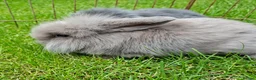 Mixed Breed rabbits for sale: 4 lovely minilop lionhead rabbits  - Advert 12