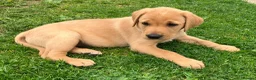 Labrador Retriever dogs for sale: Yellow Labrador puppies in Chard - Advert 2