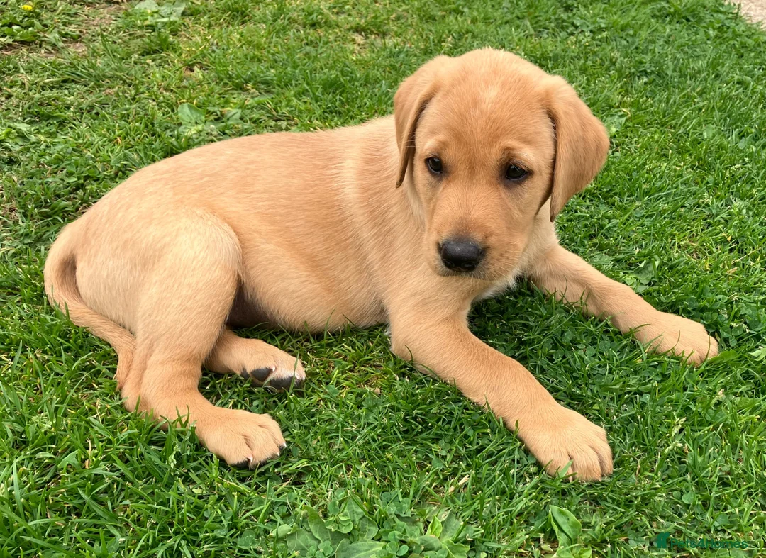 Labrador Retriever dogs for sale: Yellow Labrador puppies in Chard - Advert 2