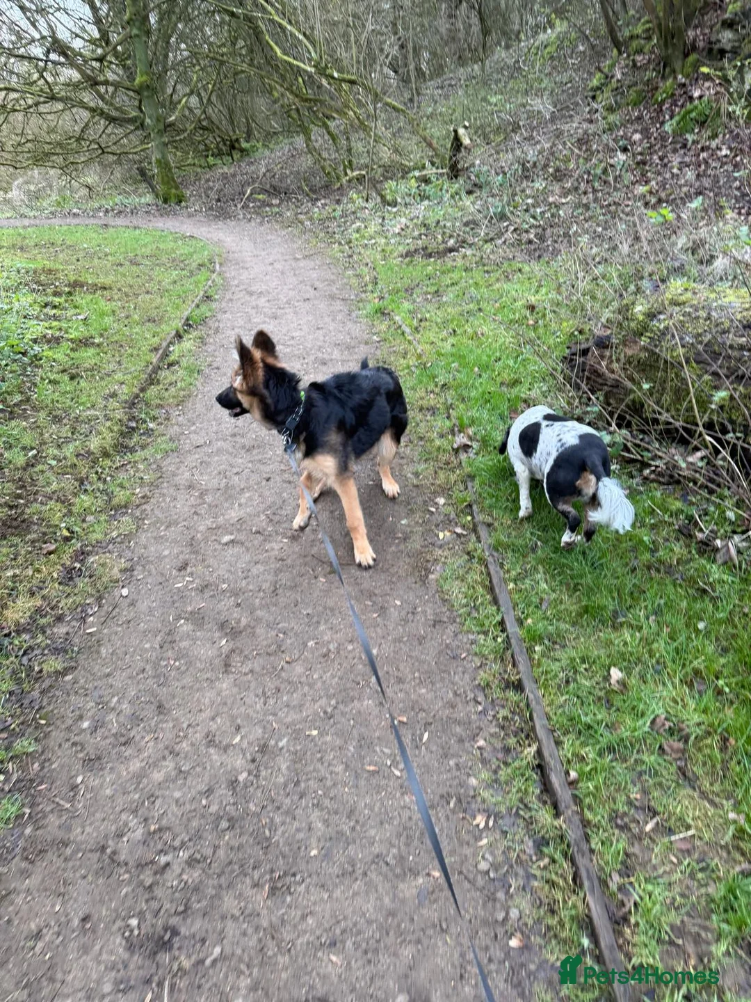 German Shepherd dogs for sale: German Shepard Puppy - Advert 4