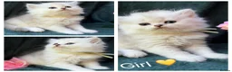 British Longhair cats for sale: TICA BRITISH SHORTHAIR & LONGHAIR KITTENS  - Advert 16