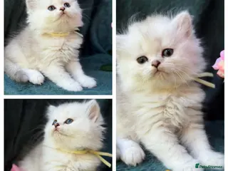 British Longhair cats BEAUTIFUL BRITISH SHORTHAIR & LONGHAIR KITTENS - Advert 4