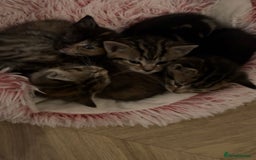 Domestic Shorthair cats for sale: Four tabby kittens for sale  - Advert 7
