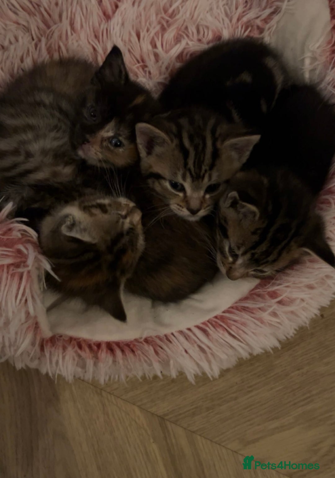 Domestic Shorthair cats for sale: Four tabby kittens for sale  - Advert 7