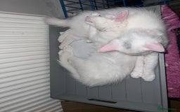 Domestic Shorthair cats for sale: Brother and sister twin kittens  - Image 2