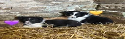 Border Collie dogs for sale: Beautiful Pedigree Border Collie Puppies - Advert 8