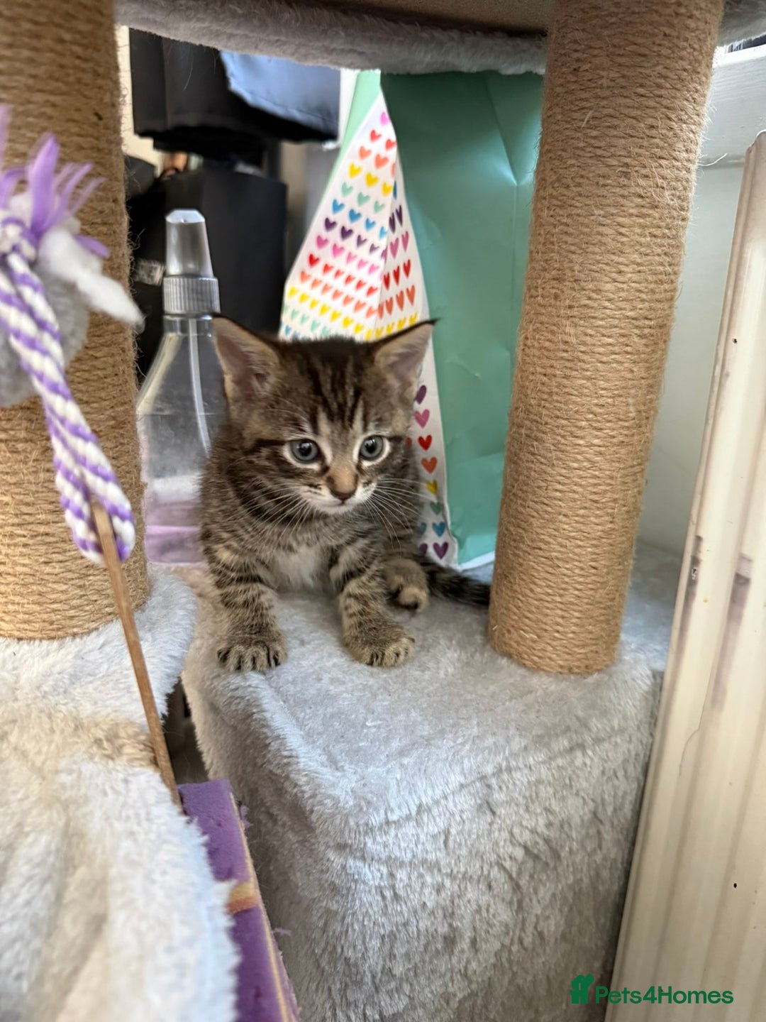 Mixed Breed cats for sale: Grey Kittens🐾🤍 - Advert 1