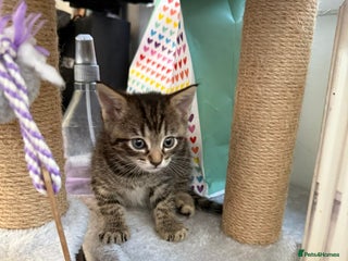 Mixed Breed cats Grey Kittens - Advert 2