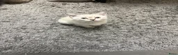 British Shorthair cats for sale: Amazing British Shorthair kitten - Advert 4