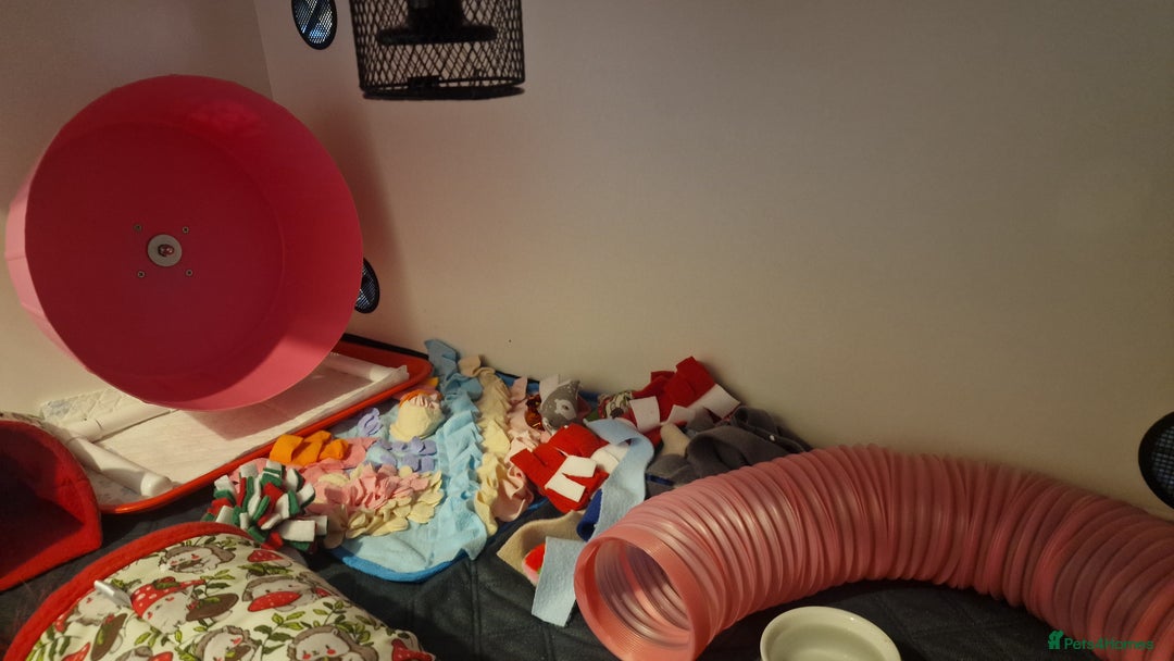 Pygmy Hedgehog rodents for sale: (F) A Pygmy Hedgehog + enclosure & accessories  - Advert 6