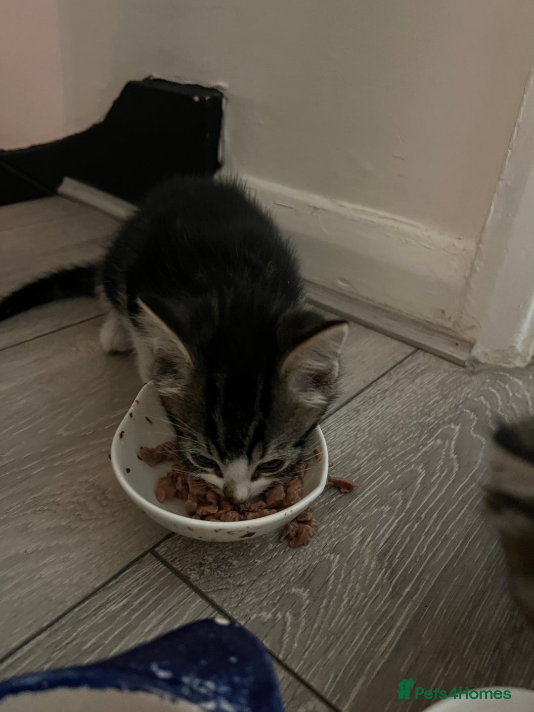 Mixed Breed cats for sale: Cheap Kittens for sale  (Ready to go asap) - Advert 25