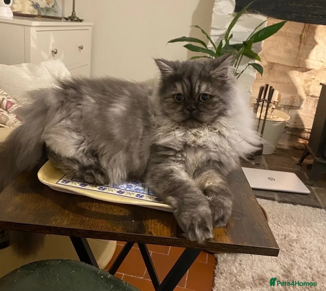 Persian cats for sale: Persian cat - Advert 1