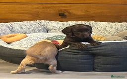 Cocker Spaniel dogs for sale: Perfect working cocker spaniel puppies  - Image 12