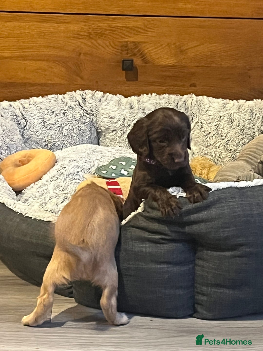 Cocker Spaniel dogs for sale: Perfect working cocker spaniel puppies  - Image 12