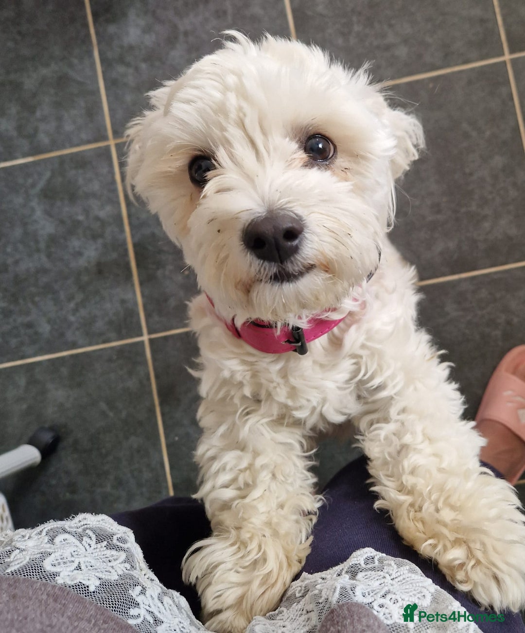 Bichon Frise dogs for sale: Playful Bichon Fries  - Advert 5