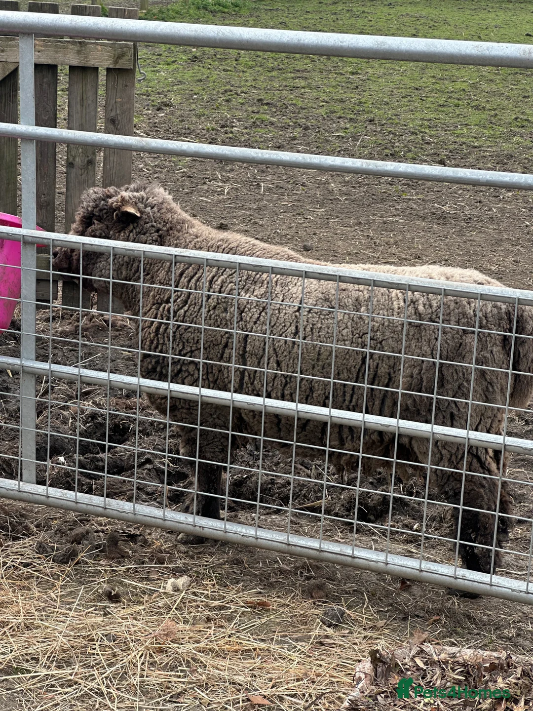 Sheep livestock for sale: Coloured ryeland tup looking for new home  - Advert 2