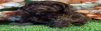 Cockapoo 1