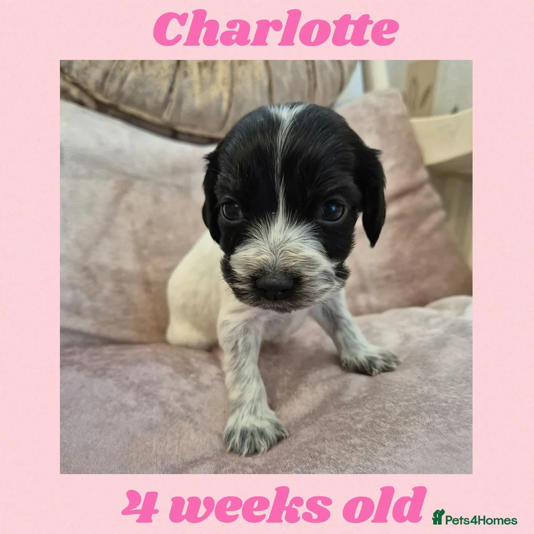 Cocker Spaniel dogs for sale: Beautiful Show Cocker RKC REG Blue Roan GIRL left - Advert 2