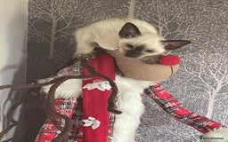Siamese cats for sale: Seal Point Siamese Kittens  - Image 6
